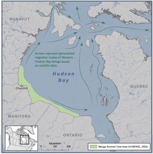 Hudson Bay beluga high-density summer population core area (green) and migration routes (Source: Oceans North)