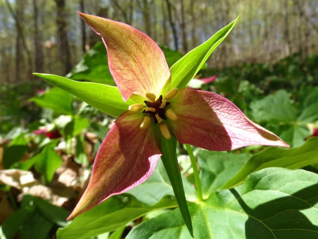 Carson also finds rare colour variants, like this pink variant of a "red" trillium