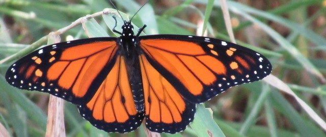 Endangered: Canada’s critical role in saving the monarch